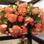 B. ‘Candy Floss’